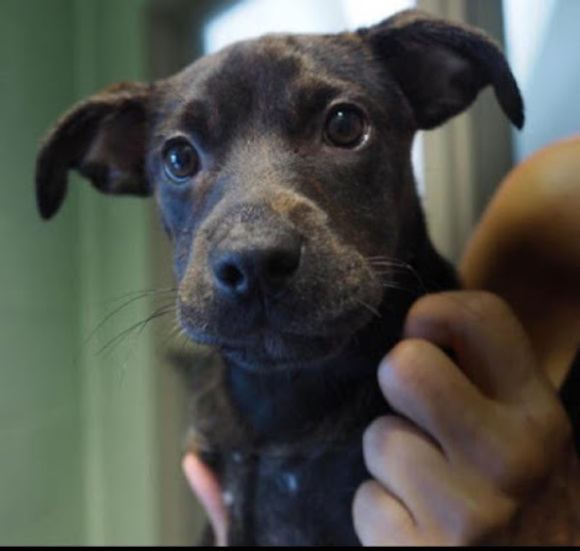 Meet your Posher, Isabella - Picture 1 of 1